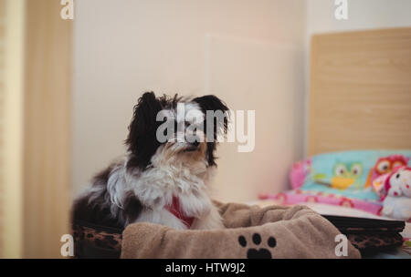 Papillon cane in valigia sul letto del cane Foto Stock