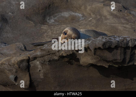 Galapagos un leone di mare dormire su di una sporgenza rocciosa vicino al mare delle isole Galapagos Foto Stock