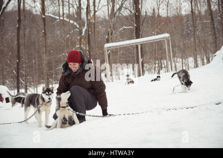 L'uomo petting giovani cani siberiani Foto Stock