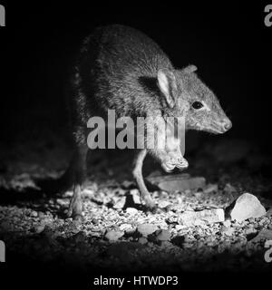 Brush-tailed Bettong (Bettongia penicillata) Foto Stock