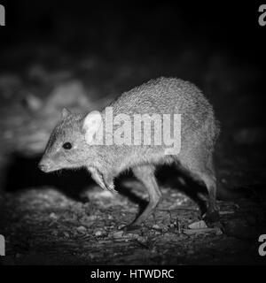 Brush-tailed Bettong (Bettongia penicillata) Foto Stock