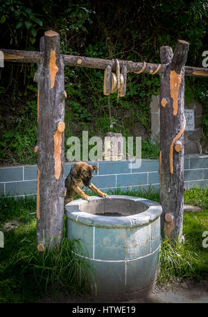 Cane cercando in un pozzo di acqua Foto Stock