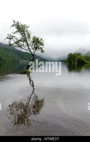 Lone Tree e vista da lagune, Llyn Padarn, Llanberis, il Galles del Nord Foto Stock