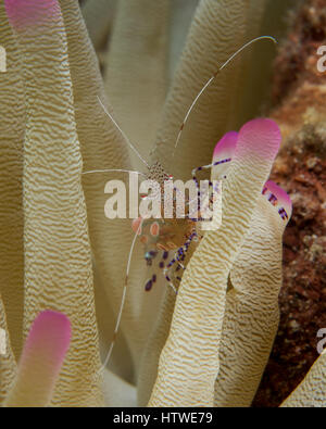 Detergente per macchiato di gamberi su una rosa di Anemone a punta Foto Stock