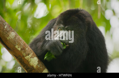 Nero guatemalteco scimmia urlatrice (Alouatta pigra) in via di estinzione, selvaggio, Comunità Babuino Santuario, Belize, America Centrale Foto Stock