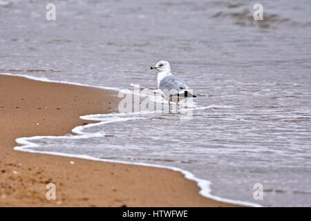 Annapolis, MD, Stati Uniti d'America - 14 Marzo 2017: un gabbiano (Laridae) seduto sulla spiaggia a Sandy Point State Park. Annapolis, MD, Stati Uniti d'America - 14 Marzo 2017: un gabbiano (Laridae) seduto sulla spiaggia a Sandy Point State Park.