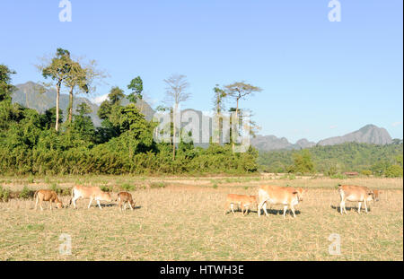 Le mucche al pascolo vicino a La Vang Vieng villaggio in Laos Foto Stock
