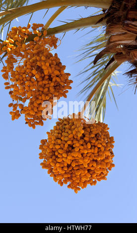 Data palm (Phoenix dactylifera) con grappoli di maturazione della frutta. Vista ravvicinata. Foto Stock