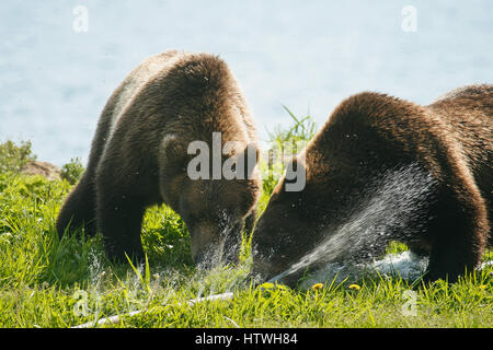 Orso bruno( Ursus arctos). Kurile lago. La Kamchatka. La Siberia. La Russia Foto Stock