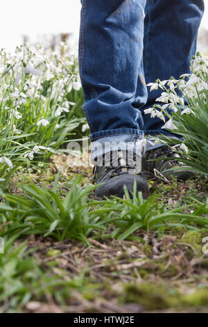 Camminare snowdrops in un bosco giardino. Legno Evenley giardini, Evenley, Northamptonshire, Inghilterra Foto Stock