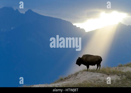 Fasci di luce risplenda su di una mucca Bison (Bos bison), America del Nord Foto Stock