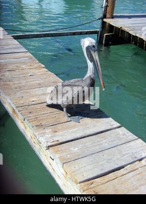 Pelican in Florida Keys Foto Stock