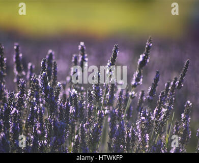 Primo piano di una pianta di lavanda al tramonto Foto Stock