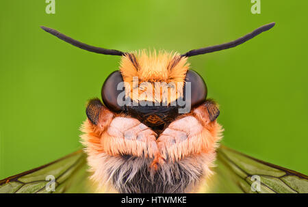 Extreme ingrandimento - Solitaire Bee Megachilidae Foto Stock