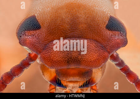 Extreme ingrandimento - Mealworm beetle ganasce, Tenebrio molitor Foto Stock