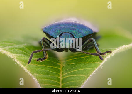 Ingrandimento estreme - Blu shieldbug, Zicrona Caerulea Foto Stock
