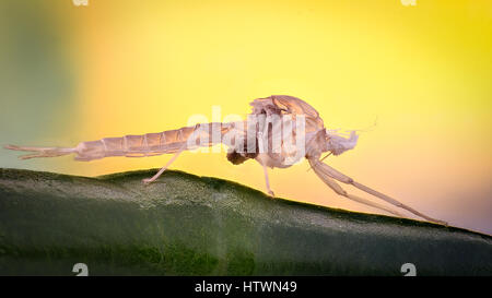 Extreme ingrandimento - zanzara pelle vuota Foto Stock