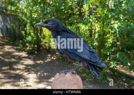 American crow, neonata crow, capretti crow, Uccello ferito, feriti, uccello caduto dal nido, Novato, Marin County, California Foto Stock