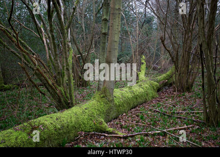 Wet licheni e muschi oggetto caduto albero morto trunk su Bookham Common vicino a Leatherhead,Surrey in inverno, 2017 Foto Stock