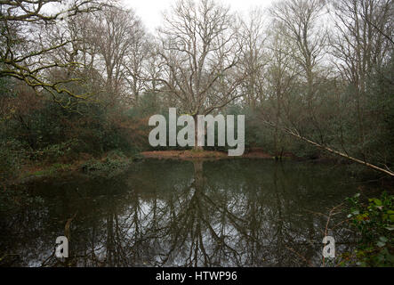 Inverno a Sheepbell stagno su Bookham Common vicino a Leatherhead,Surrey in inverno, 2017. Proprietà del National Trust Foto Stock