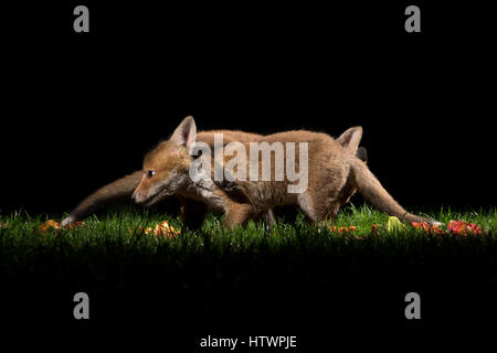 Fox cubs giocando in un giardino di notte Foto Stock