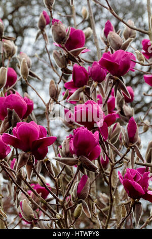 Rosa rosso dei fiori di magnolia 'Felix giuria' inizio primavera la sua stagione di fioritura in Marzo Foto Stock