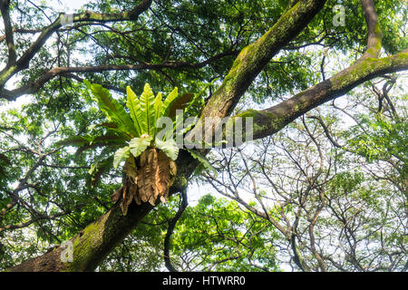 Un bird's-nest, felci Asplenium nidus, che cresce su un albero in un parco di Singapore. Foto Stock