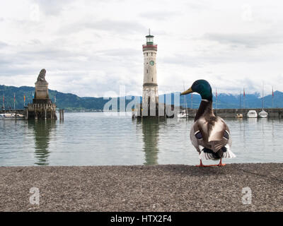 Lindau, Germania - 2 Maggio 2015: Anatra al porto di Lindau. In fondo è il tipico faro del porto di entrata. Foto Stock