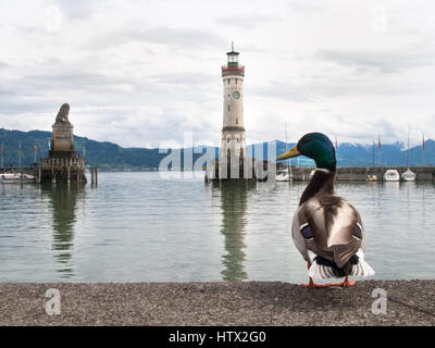 Lindau, Germania - 2 Maggio 2015: Anatra al porto di Lindau. In fondo è il tipico faro del porto di entrata. Foto Stock