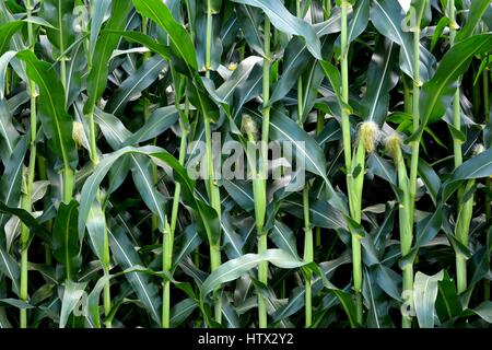 Campo di grano in un villaggio in Transilvania Foto Stock