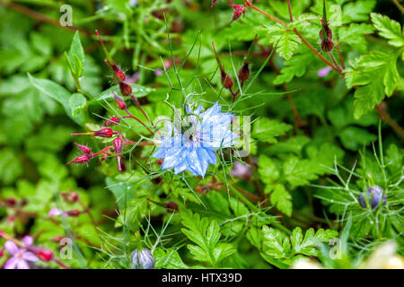 Seme nero, Nigella Sativa pianta, fiore blu. Messa a fuoco selettiva Foto Stock
