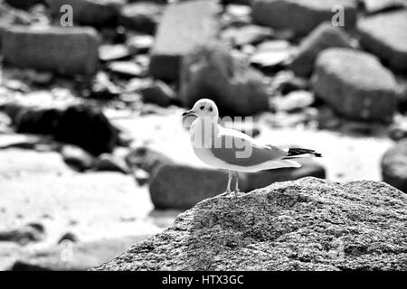 Mouette rieuse . Foto Stock