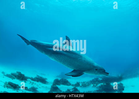 Il tursiope o delfino maggiore (Tursiops truncatus), Mar Rosso, Egitto Foto Stock