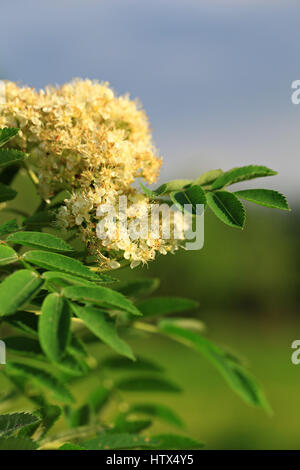 Specie di Sorbus sono comunemente noti come sorbo montano, rowan, struttura di servizio e mountain-cenere. Foto Stock