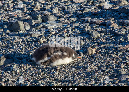 Carino pinguino Gentoo chick dormendo sulle rocce, a sud le isole Shetland, Antartide Foto Stock