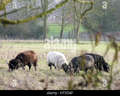 Alcune pecore pascolano pacificamente in un campo lontano. Foto Stock