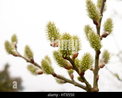 Una macro shot di alcune gemme di colore verde. Foto Stock