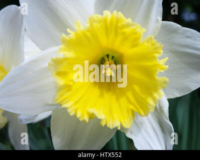Una splendida facciata bianca e gialla daffodil Foto Stock