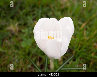 Un bel close-up di un tulipano bianco. Foto Stock