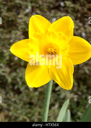 Una splendida daffodil sul display, close-up. Foto Stock