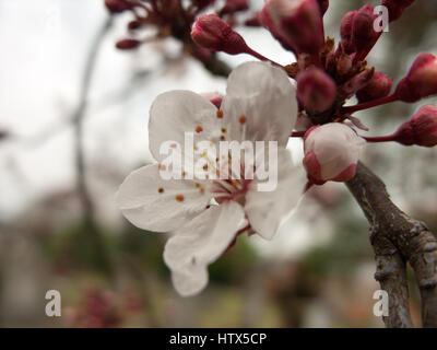 Un close-up di un bianco e fiore rosa. Foto Stock