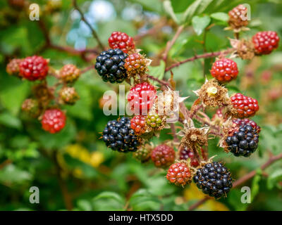 Close up di maturazione rosso e nero di more crescente sulla boccola illuminata dalla luce del sole, East Lothian, Scozia, Regno Unito Foto Stock