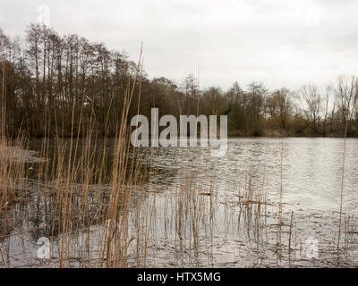 Wivenhoe lago in tutta la sua gloria reeded. Foto Stock