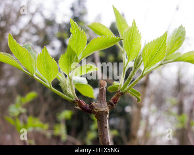 Alcuni nuovi germogli derivanti in primavera Foto Stock