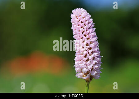 Rosa Persicaria bistorta o Polygonum bistorta fiore vicino fino in giardino a molla, il fuoco selettivo, copia spazio a sinistra. Foto Stock