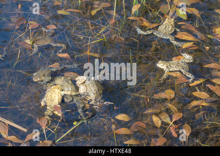 Rospi comuni (Bufo bufo) nella sfera di accoppiamento (multiple amplexus) negli allevamenti di stagno Foto Stock