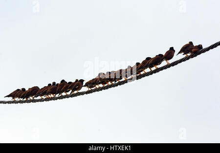 Comune gregge Myna sul cavo Foto Stock