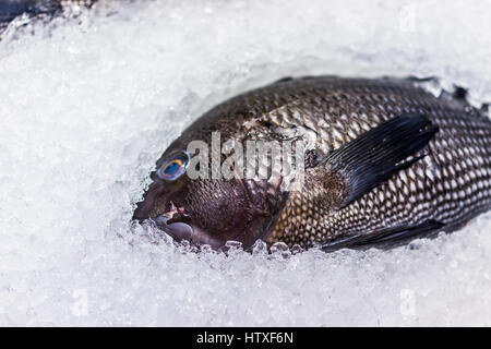 Black bass pesce intero su ghiaccio sul display nel mercato Foto Stock