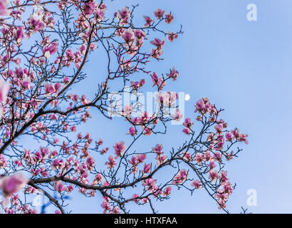 Fiori di Magnolia macro closeup contro il cielo blu e la luna Foto Stock