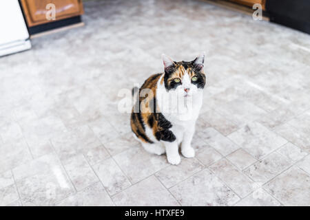 Fame gatta calico seduto sul pavimento della cucina Foto Stock